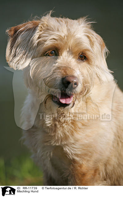 Mischling Hund / crossbreed dog / RR-11739