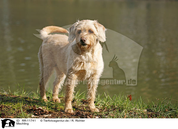 Mischling / ccrossbreed dog / RR-11741