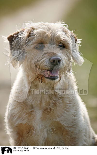 Mischling Hund / crossbreed dog / RR-11753
