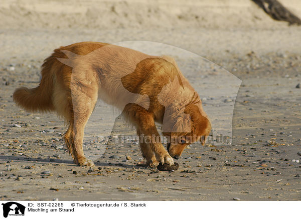 Mischling am Strand / dog at the beach / SST-02265