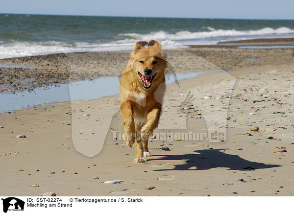 Mischling am Strand / dog at the beach / SST-02274