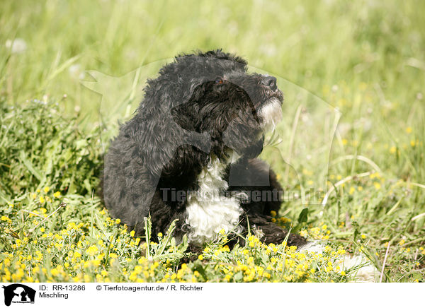 Mischling / Crossbreed / RR-13286