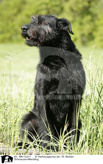 Schnauzer-Mischling / crossbreed / RR-13311