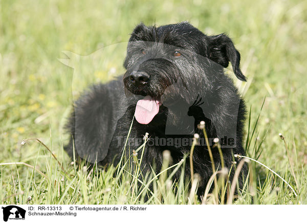 Schnauzer-Mischling / crossbreed / RR-13313