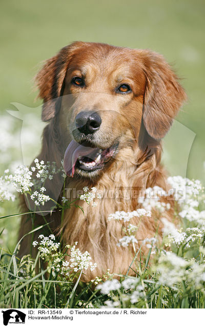 Hovawart-Mischling / Hovawart crossbreed / RR-13549