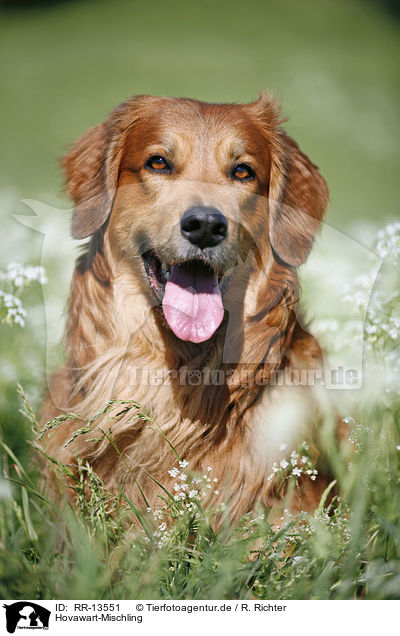 Hovawart-Mischling / Hovawart crossbreed / RR-13551