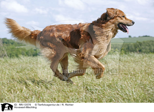 Hovawart-Mischling / Hovawart crossbreed / RR-13576