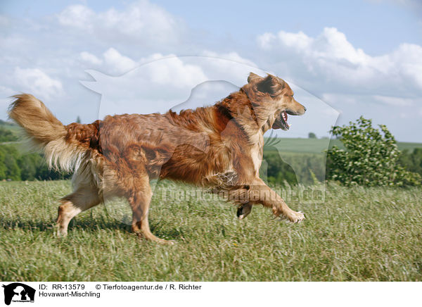 Hovawart-Mischling / Hovawart crossbreed / RR-13579