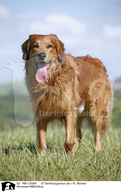 Hovawart-Mischling / Hovawart crossbreed / RR-13584