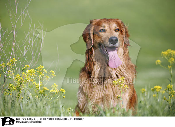 Hovawart-Mischling / Hovawart crossbreed / RR-13593
