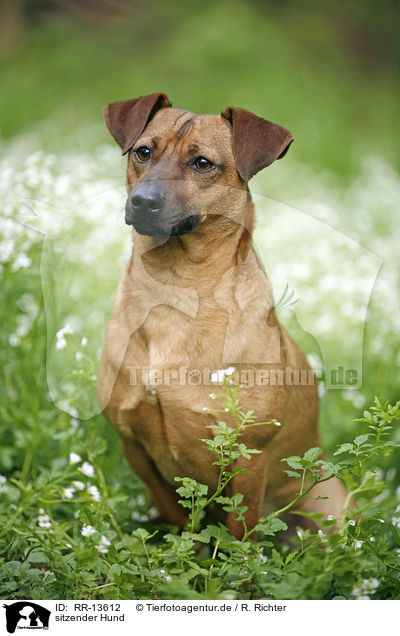 sitzender Hund / sitting dog / RR-13612