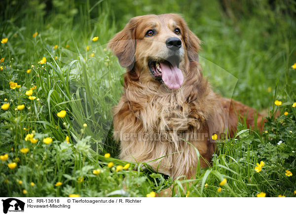 Hovawart-Mischling / Hovawart crossbreed / RR-13618