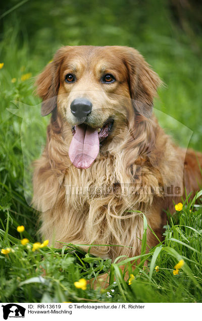 Hovawart-Mischling / Hovawart crossbreed / RR-13619
