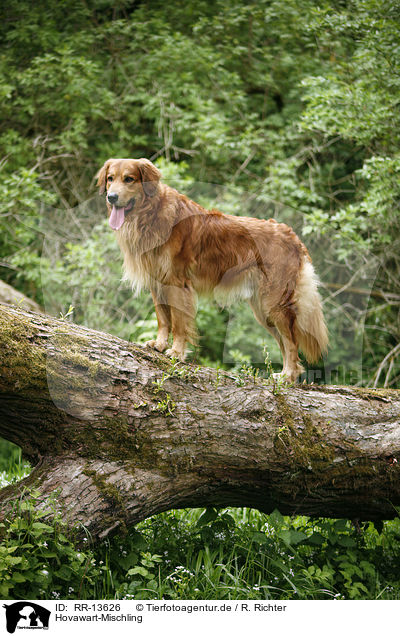 Hovawart-Mischling / Hovawart crossbreed / RR-13626
