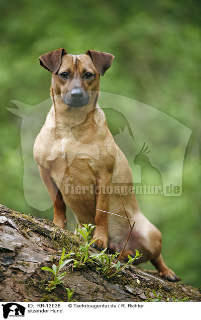 sitzender Hund / sitting dog / RR-13638