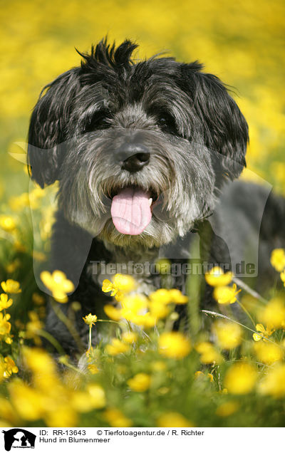 Hund im Blumenmeer / RR-13643