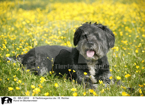 Hund im Blumenmeer / dog in flowers / RR-13652