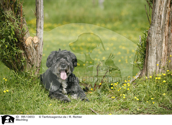 Mischling / crossbreed / RR-13653