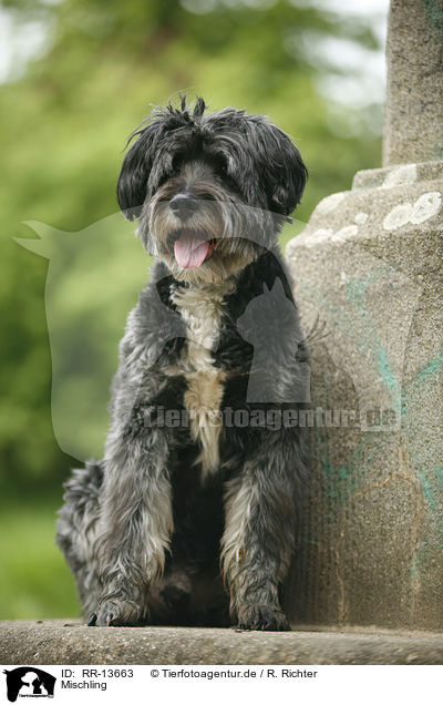 Mischling / crossbreed / RR-13663