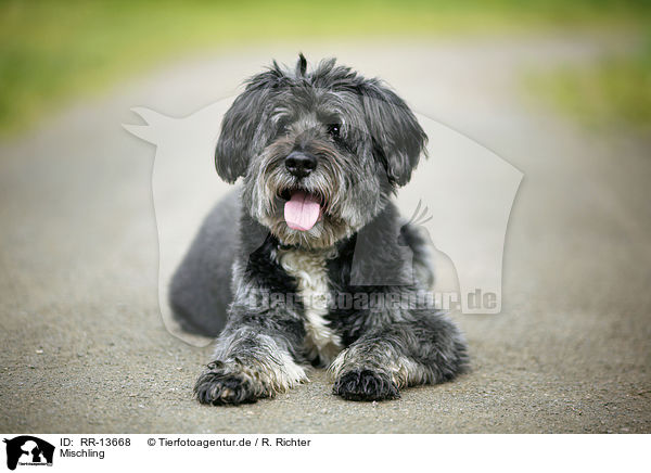 Mischling / crossbreed / RR-13668