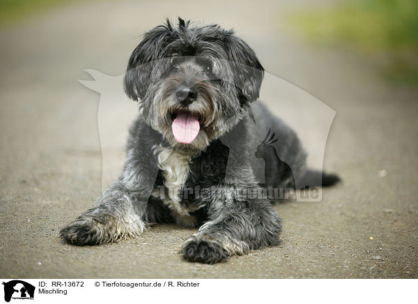 Mischling / crossbreed / RR-13672