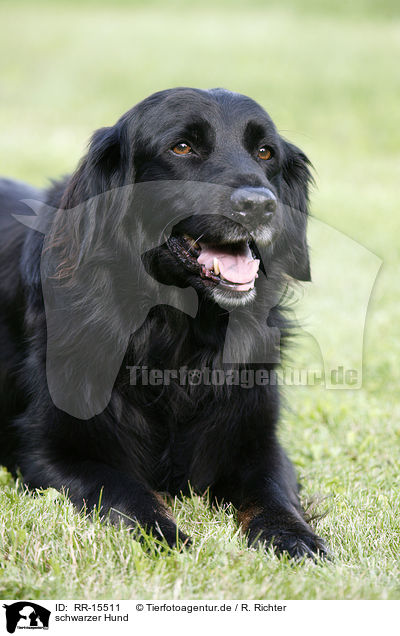 schwarzer Hund / black dog / RR-15511