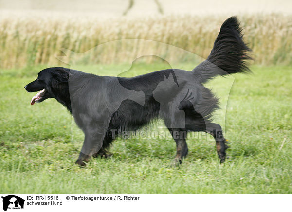 schwarzer Hund / black dog / RR-15516