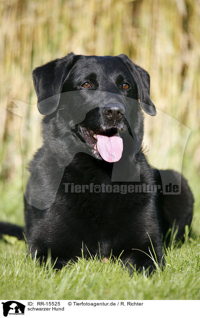 schwarzer Hund / black dog / RR-15525
