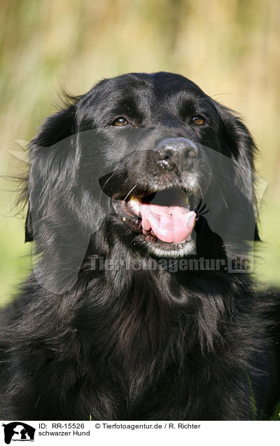 schwarzer Hund / black dog / RR-15526