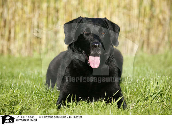 schwarzer Hund / black dog / RR-15531