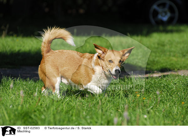 Mischling / crossbreed / SST-02583