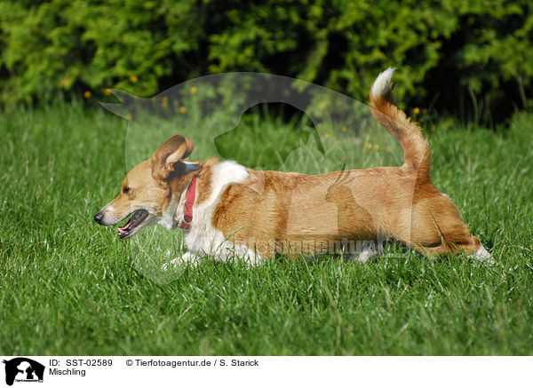 Mischling / crossbreed / SST-02589