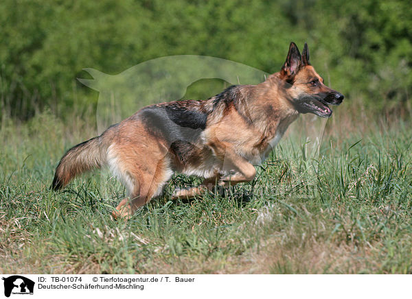 Deutscher-Schferhund-Mischling / Deutscher-Schferhund mongrel / TB-01074