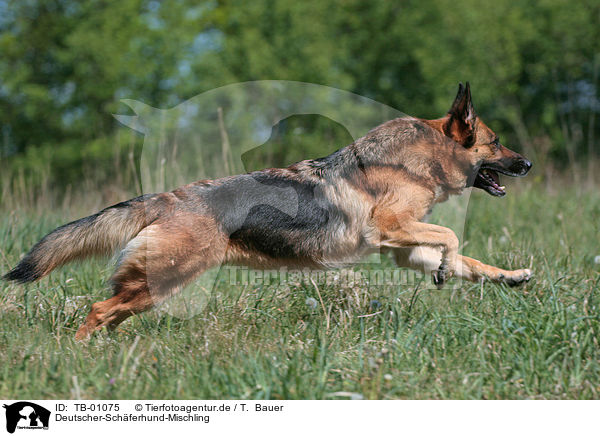 Deutscher-Schferhund-Mischling / Deutscher-Schferhund mongrel / TB-01075