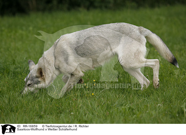 Saarloos-Wolfhund x Weier Schferhund / Saarloos-Wolfhound x White Shepherd / RR-16859