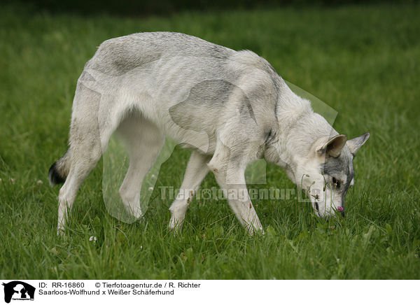 Saarloos-Wolfhund x Weier Schferhund / Saarloos-Wolfhound x White Shepherd / RR-16860