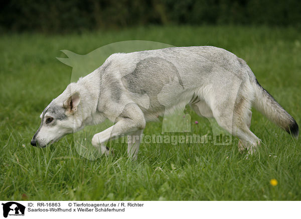 Saarloos-Wolfhund x Weier Schferhund / RR-16863