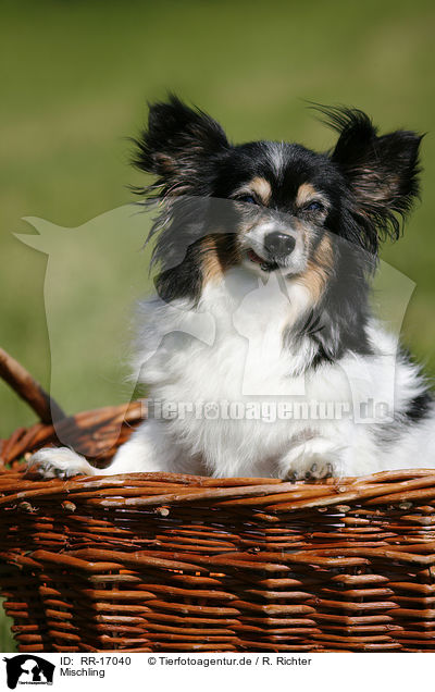 Mischling / crossbreed / RR-17040