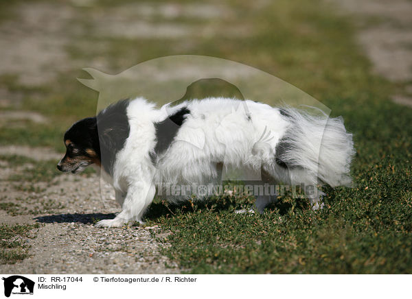 Mischling / crossbreed / RR-17044