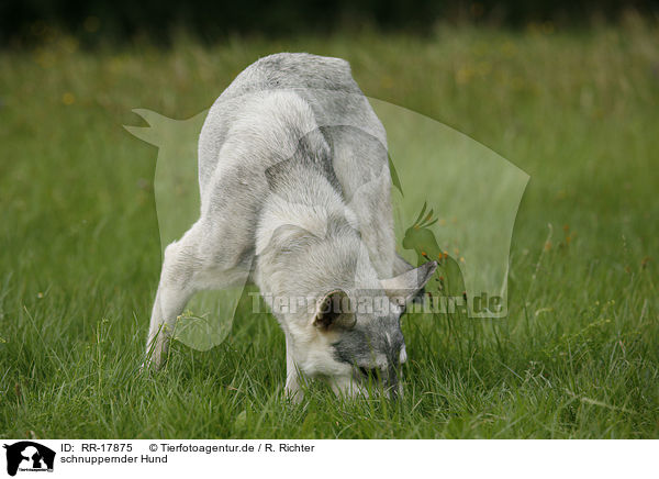 schnuppernder Hund / snuffling Dog / RR-17875