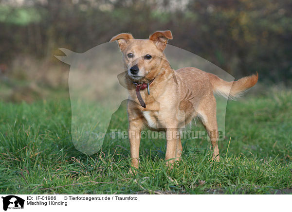 Mischling Hnding / female mongrel / IF-01966