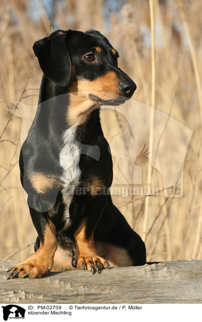 sitzender Mischling / sitting mongrel / PM-02709