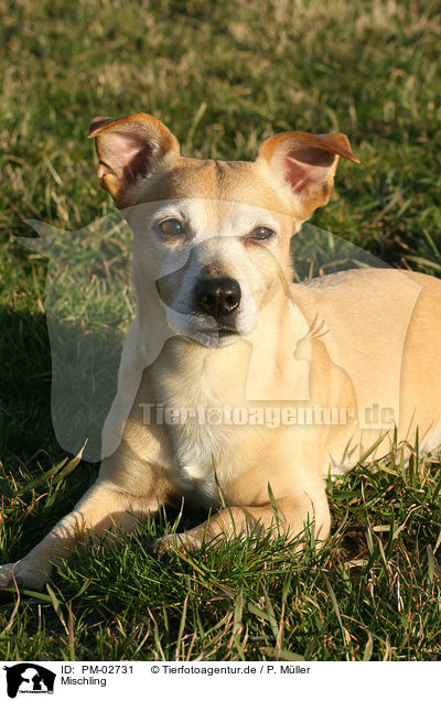 Mischling / mongrel / PM-02731
