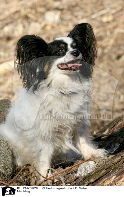 Mischling / mongrel / PM-02828