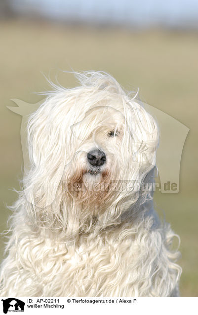 weier Mischling / white dog / AP-02211