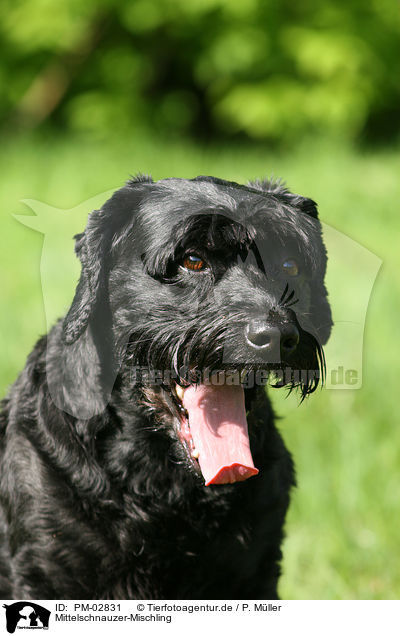 Mittelschnauzer-Mischling / mongrel / PM-02831