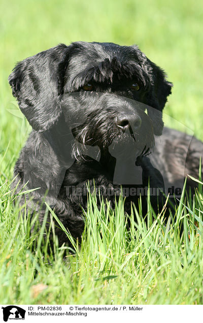Mittelschnauzer-Mischling / mongrel / PM-02836