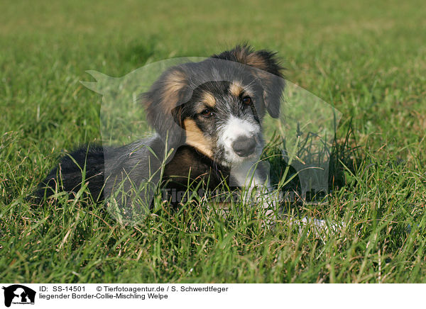 liegender Border-Collie-Mischling Welpe / lying mongrel puppy / SS-14501