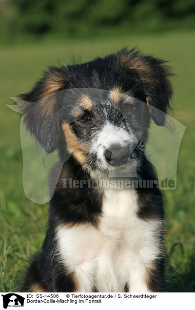 Border-Collie-Mischling im Portrait / Mongrel Puppy Portrait / SS-14506