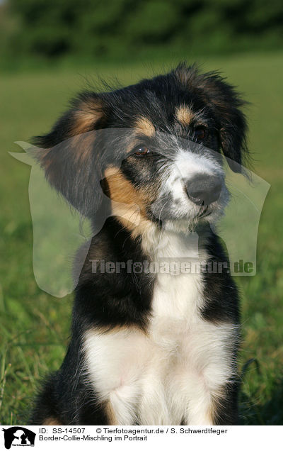 Border-Collie-Mischling im Portrait / Mongrel Puppy Portrait / SS-14507